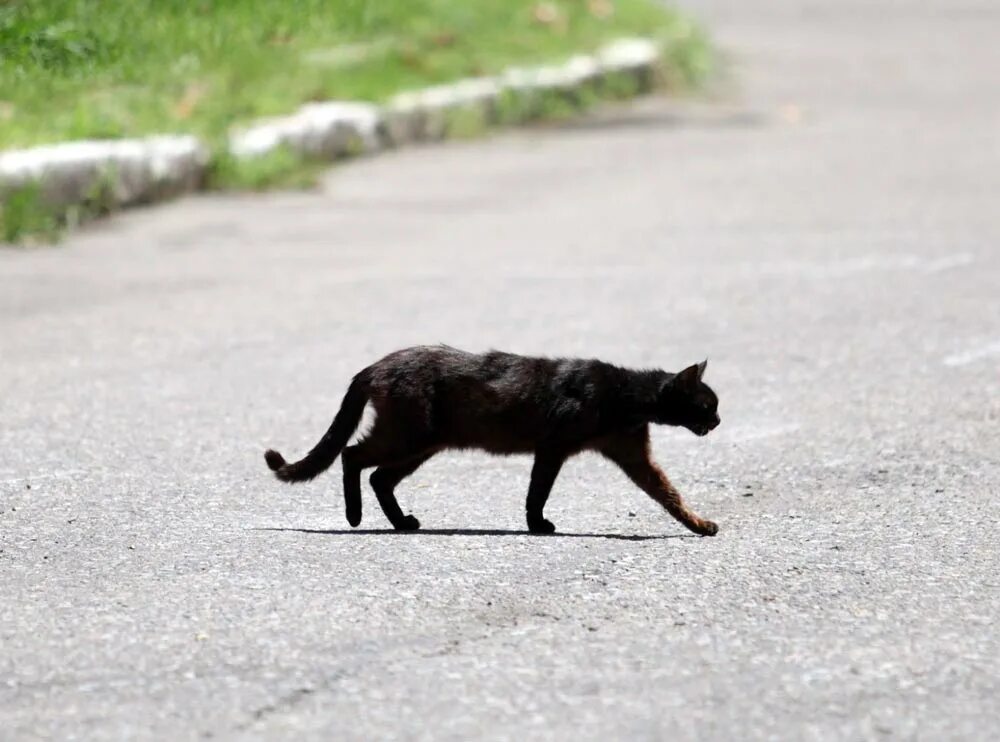 Кот шагает. Чёрная кошка перебежала дорогу. Черный кот перебегает дорогу. Кошка перебежала дорогу. Черная кошка на дороге.