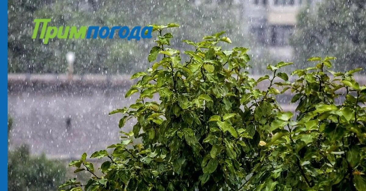 Дожди на дальнем востоке. Интенсивные дожди. тайфун сильные дожди дальний восток. дождь на дальнем востоке в городе.