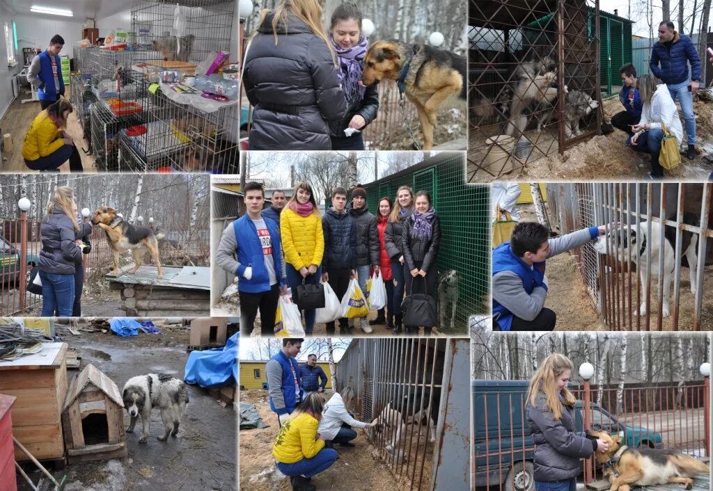Ивановский приют для животных майский день официальный сайт. Ивановский приют для животных. Приют для животных иваново. Ивановский приют для животных. Ивановский приют для животных.