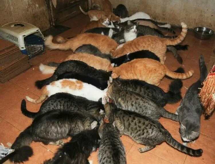 Коты в квартире. Много котов в квартире. Много животных в квартире. Много кошек дома. Можно ли кошечек