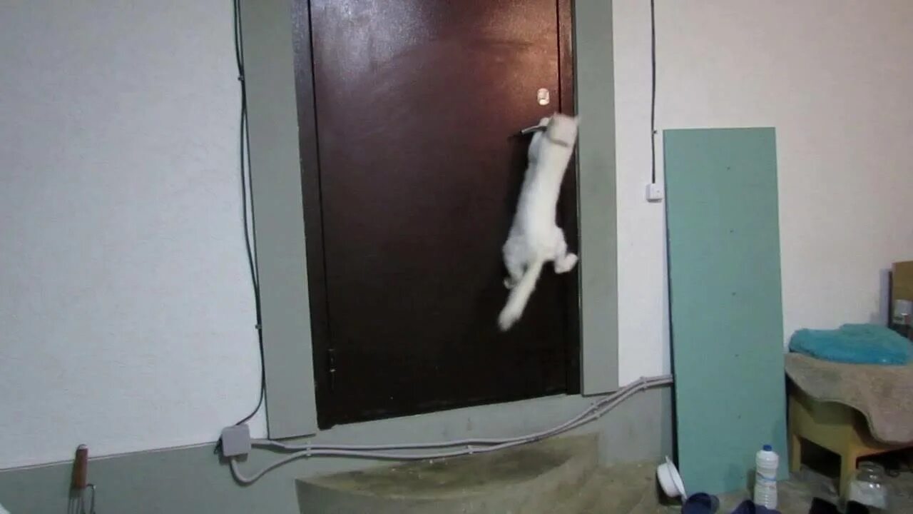 Кот открыл кран. Кот открывает дверь. Кот открывает дверь холодильника.