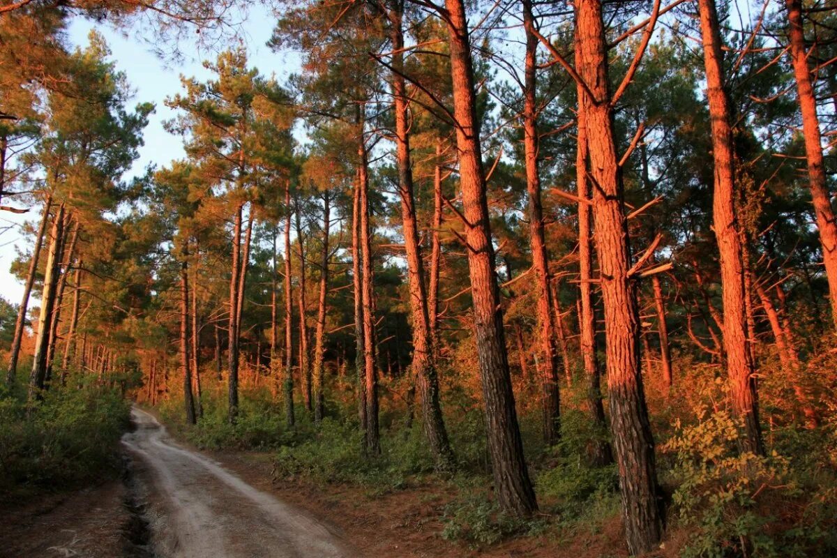 Красное сосновый. Сосновый бор сосны пихта. сосны красная ( pinus resinosa). красные сосны тейково. карабаш рыжие сосны.
