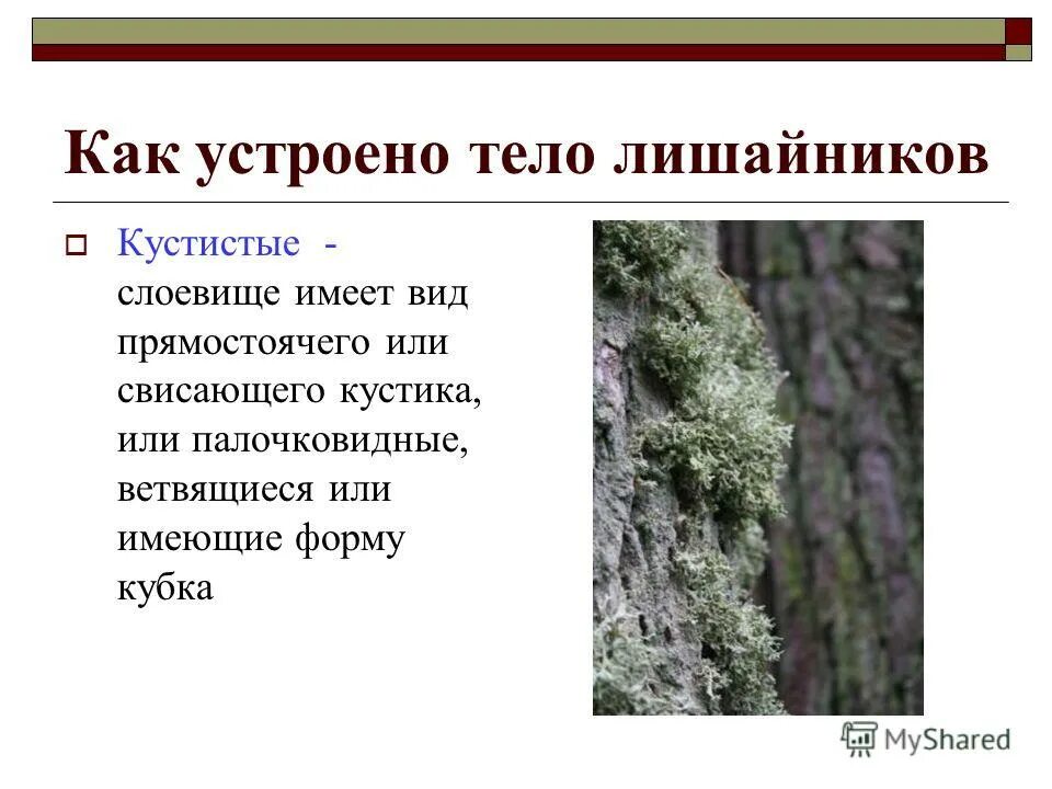 в чем особенности строения слоевища кустистых лишайников