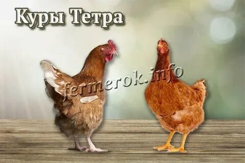 Кура тетра отзывы