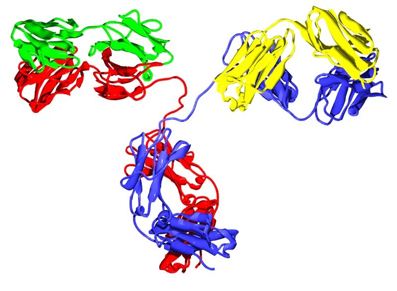 Глобулин кот. Гамма глобулин и бета глобулин. Глобулин молекула. Структура иммуноглобулина. Молекула иммуноглобулина.