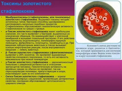 Что такое стафилококк и как его лечить