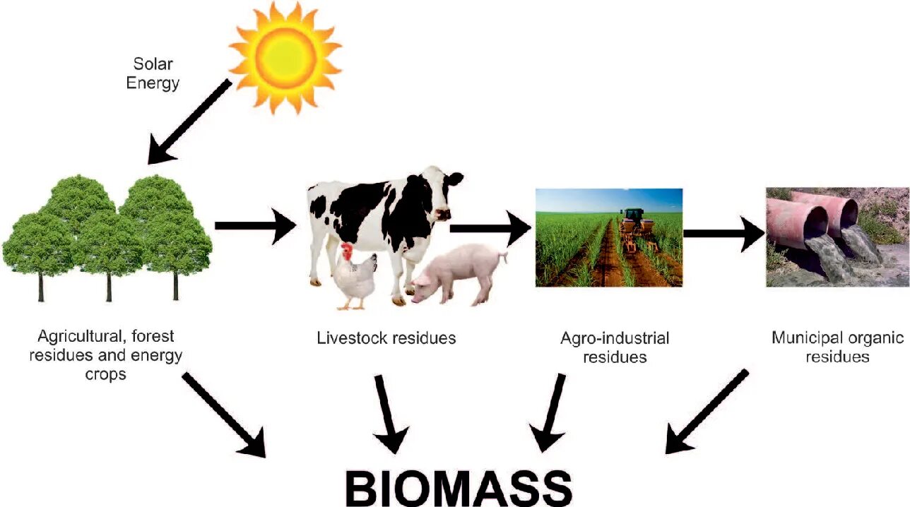 В биосфере биомасса животных во много. Биомасса (biomass) 2021. Биомасса источник энергии. Биомасса Энергетика. Биомасса альтернативная Энергетика.