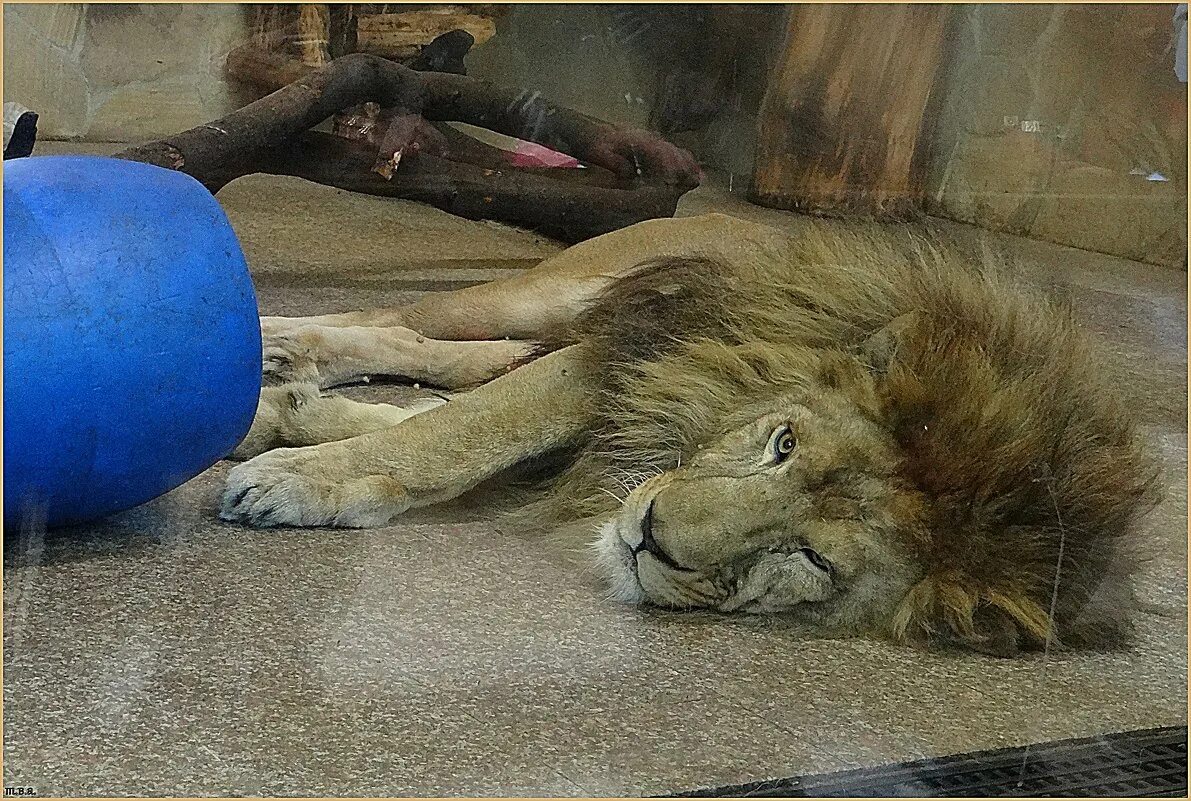 парк львов земля прайда. рассказ хозяин бросил. лев бросил. человек лев. сонный лев.