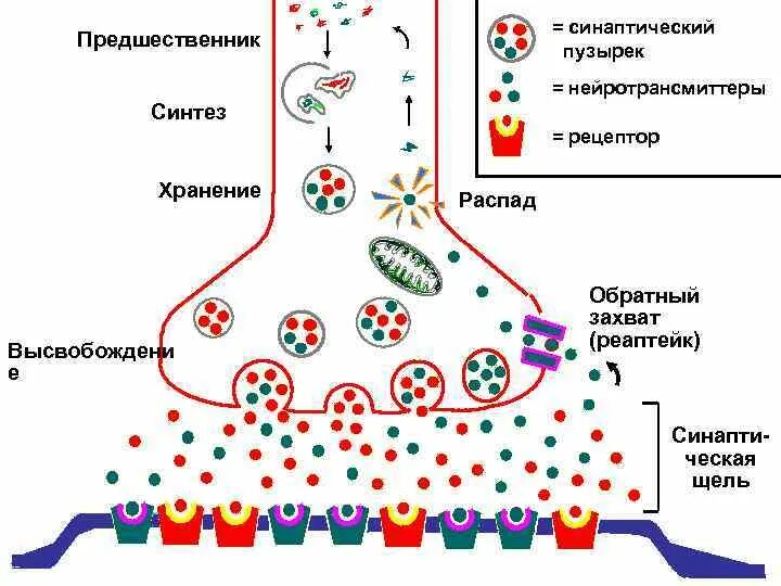 Синаптические пузырьки. Синаптический пузырек. Строение синаптических пузырьков. Синаптические везикулы. Синаптические пузырьки везикулы содержат.