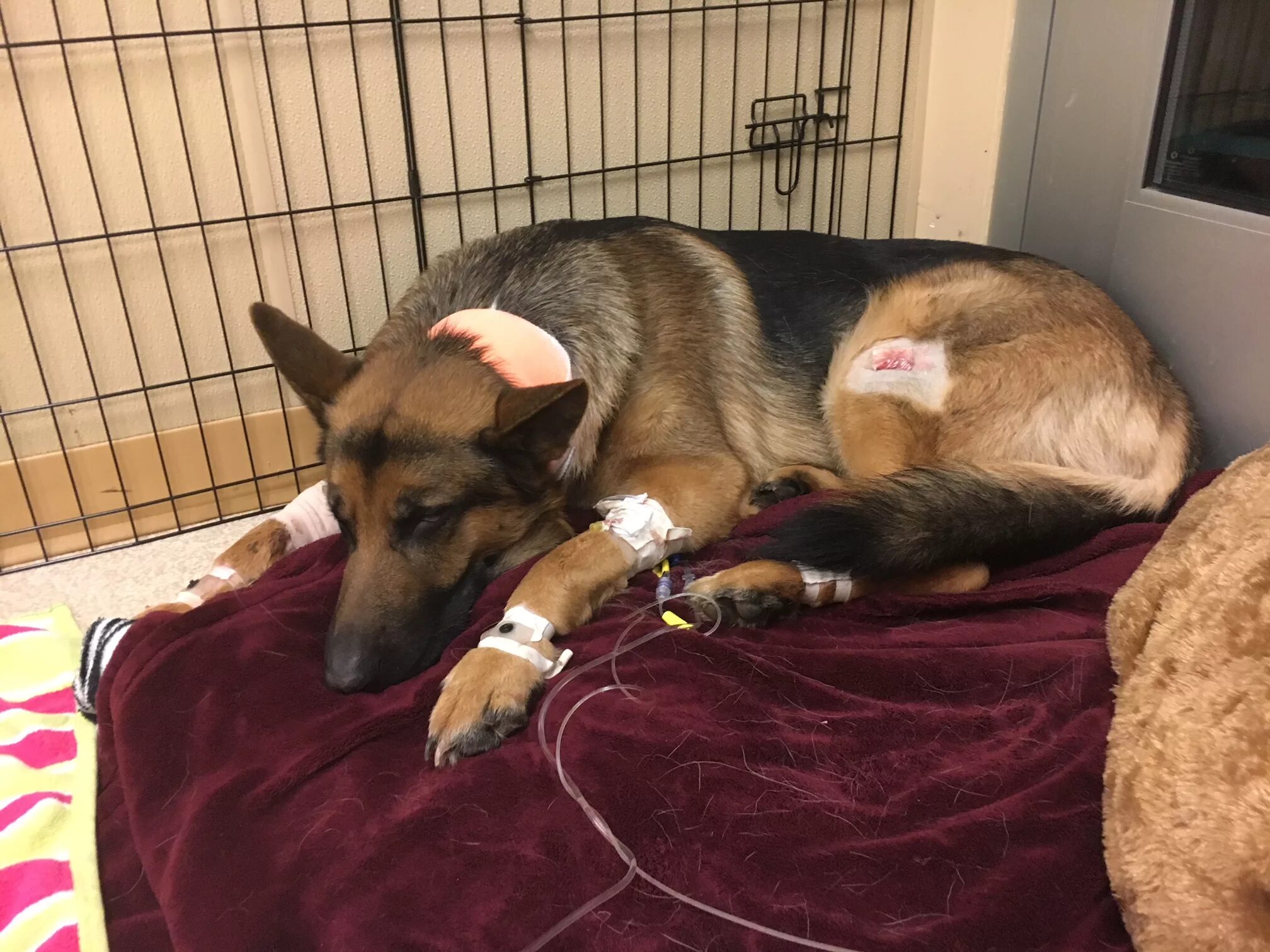 стерилизация немецкой овчарки. избитая немецкая овчарка. немецкая овчарка до и после. стерилизация бездомных собак. стерилизация собаки суки.