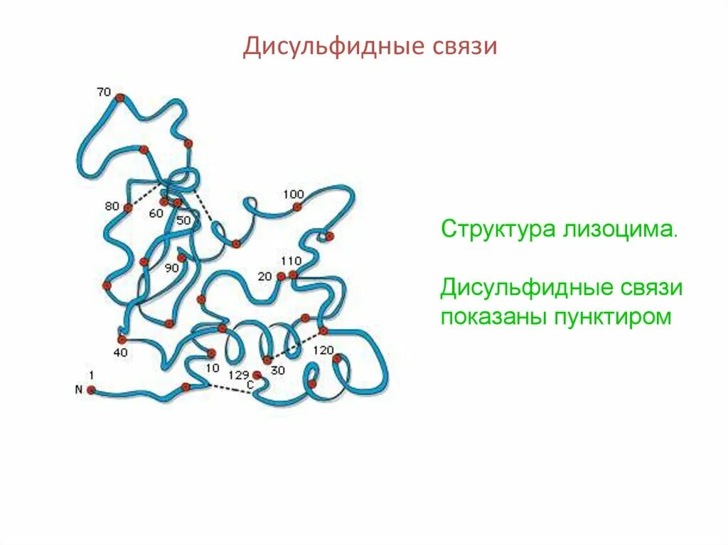 Образование дисульфидной связи. Дисульфидные мостики в белках структура. Дисульфидная связь в структуре белка. Пространственная структура лизоцима. Первичная структура лизоцима.