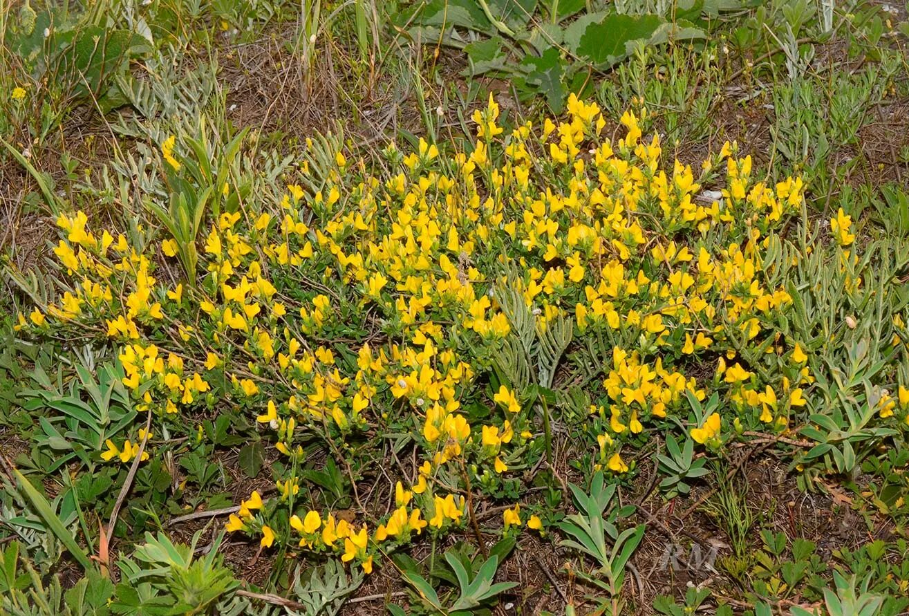 Ракитник ранний альбус. Дрок лидийский. Дрок красильный (genista tinctoria l. Дрок кустарник. Гениста растение.