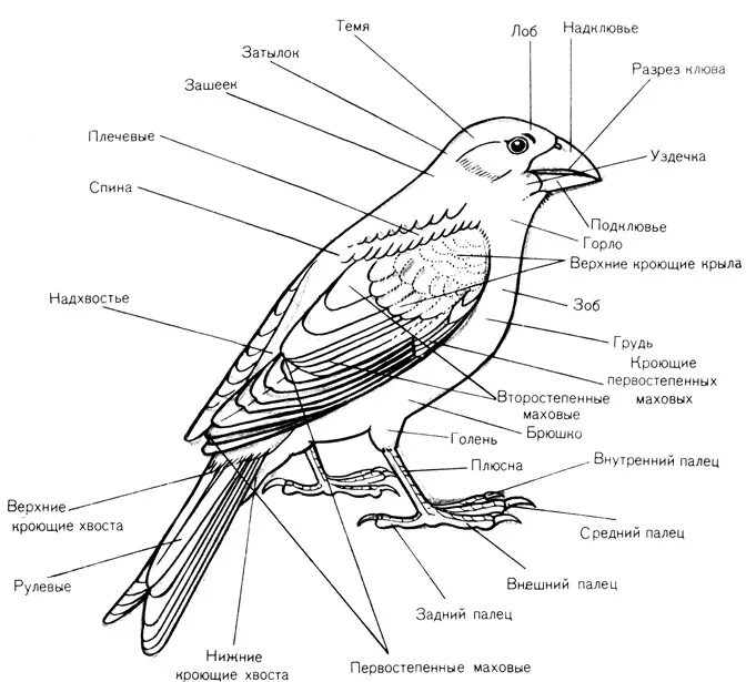 Легкий основные части. Схема внешнего строения птицы подпишите основные части тела. Анатомия голубя внешнее и внутреннее строение. Внешнее строение птицы биология. Части тела птицы схема биология 7 класс.