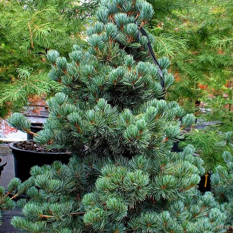 Сосна Кедровая Глаука. Сосна Кедровая европейская Глаука. Pinus Cembra 'compacta glauca'. Сосна Кедровая европейская) 'compacta glauca'. Купить хвойные недорого