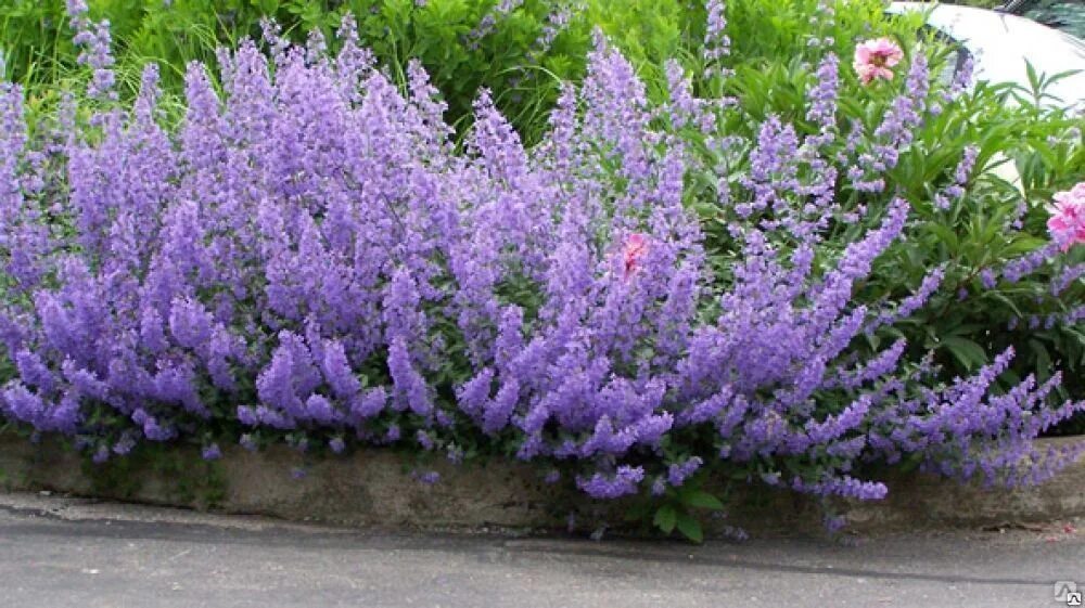 Котовник Фассена Six Hills giant. Перовския лебедолистная Блу Спайр. Перовския little Spire. Котовник Фассена Six Hills giant высота.