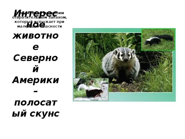 На каком материке живет скунс. Скунс материк. На каком материке обитает скунс. Где обитает скунс материк. Где живет скунс.