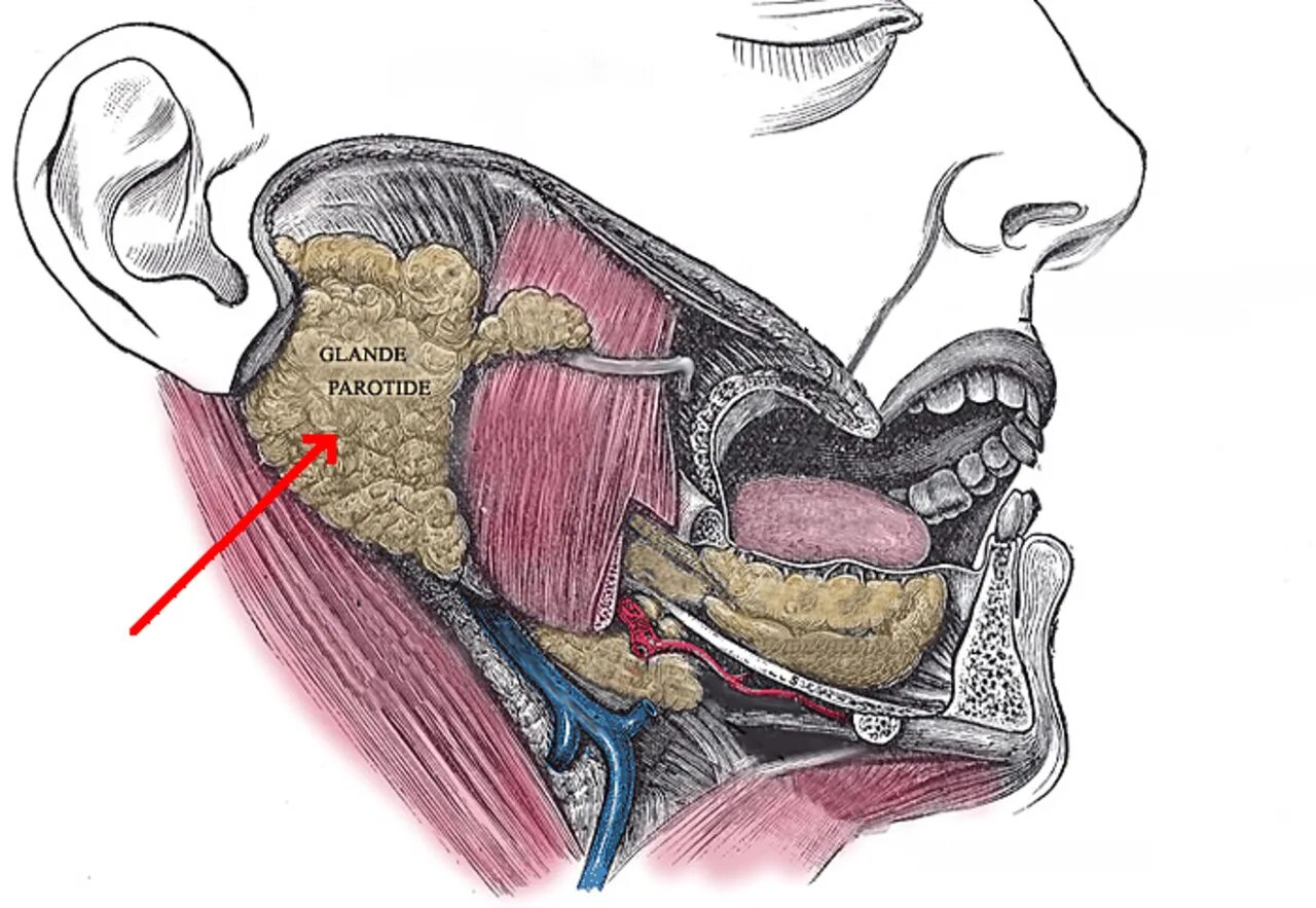 Околоушная слюнная железа анатомия. Проток околоушной слюнной железы анатомия. Околоушная подъязычная поднижнечелюстная. Околоушная железа анатомия расположение. Околоушная железа является
