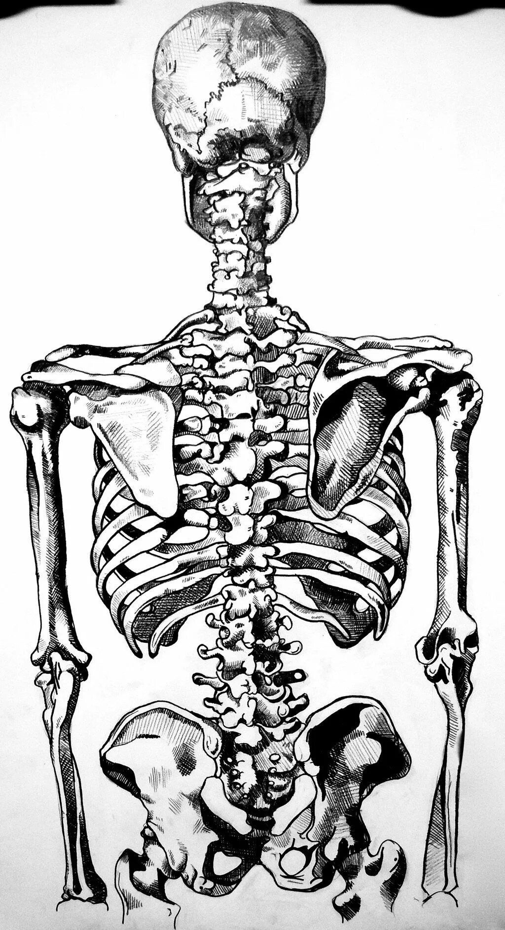 Скелет человека. Скелет со спины. Поясница скелет. Скелет человека со спины. Скелет человека спина