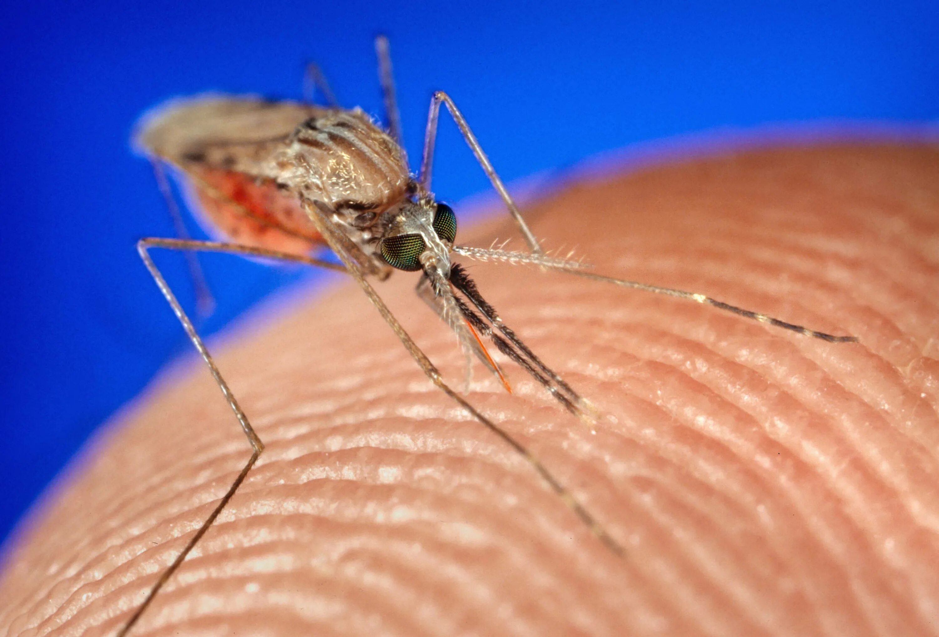 Сколько укусов комаров. Малярийный комар Anopheles. Малярийный Москит. Малярийный Москит анофелес. Комары Anopheles gambiae малярийные.