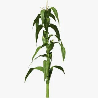 Стебель кукурузы