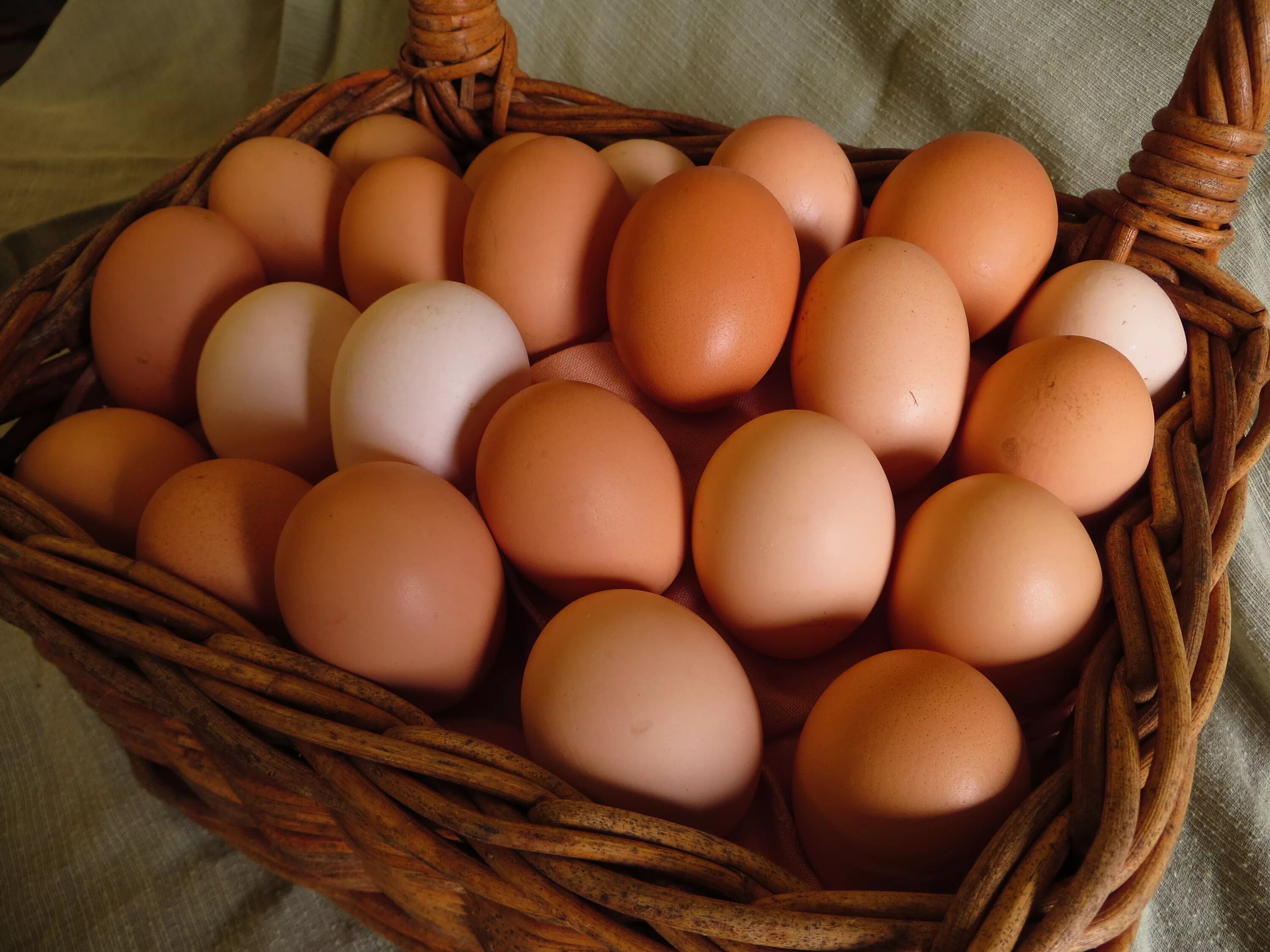 Брянская область куплю яйцо. Яйцо домашнее. Яйцо куриное. Домашние куриные яйца. Яйца кур.