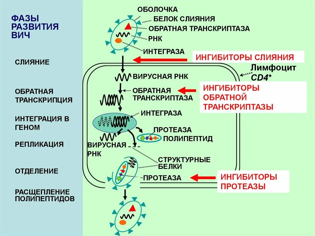 Вирусный транскрипция. Ингибиторы обратной транскриптазы ВИЧ механизм. Обратная транскриптаза вируса ВИЧ. Обратная транскриптаза механизм действия. Обратная транскрипция ВИЧ.