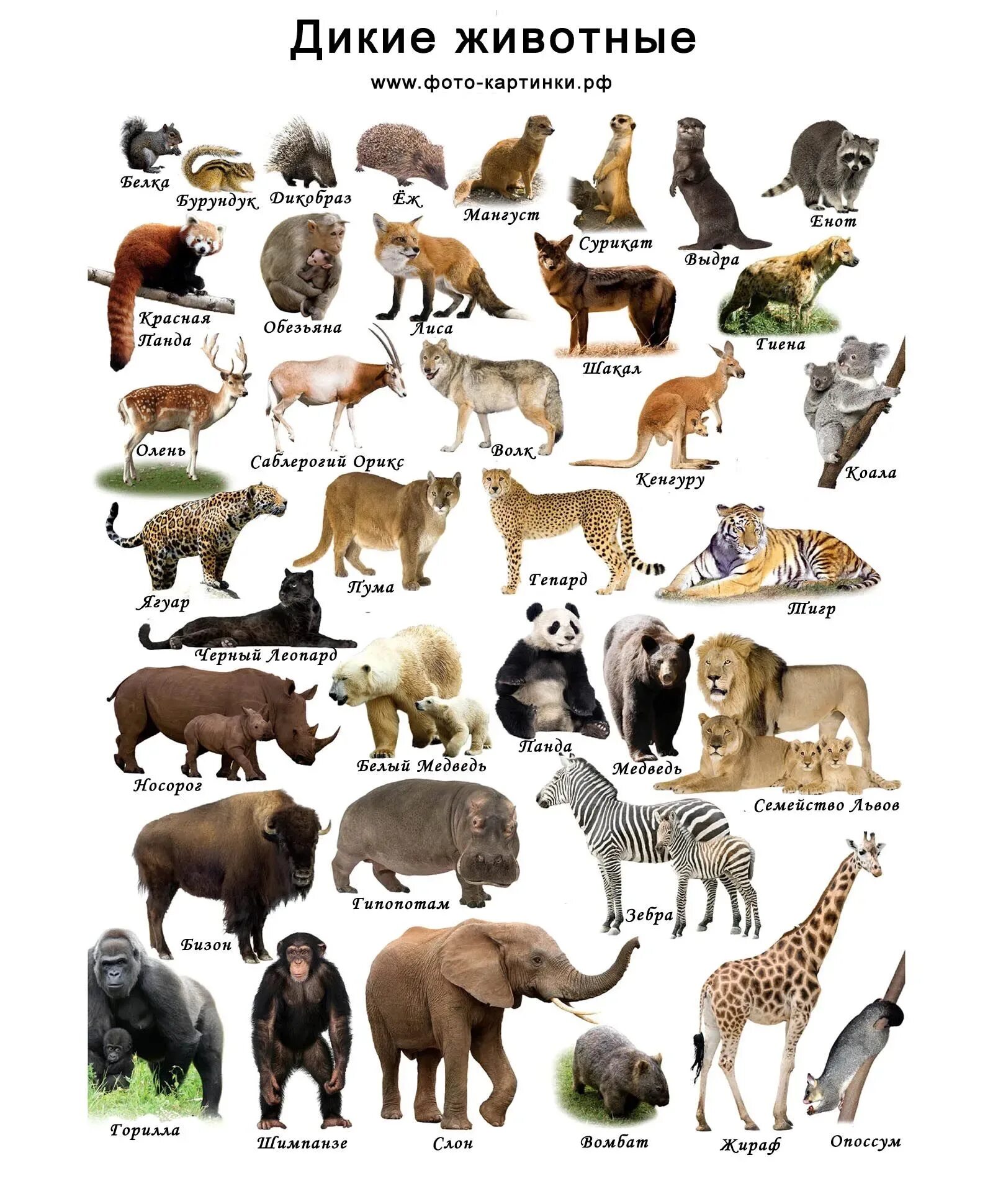 Назовите известных вам животных. Диких животных для детей. Дикие животные названия. Дикие животные картинки. Картинки диких животных с названиями.