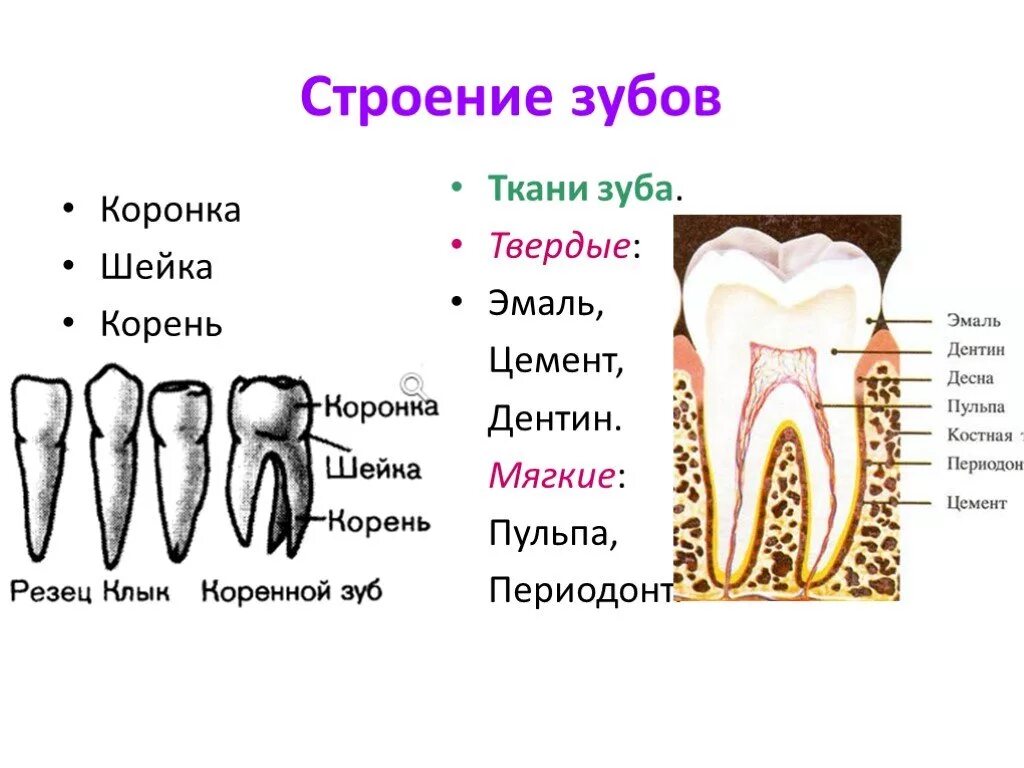 Зуб 1 8