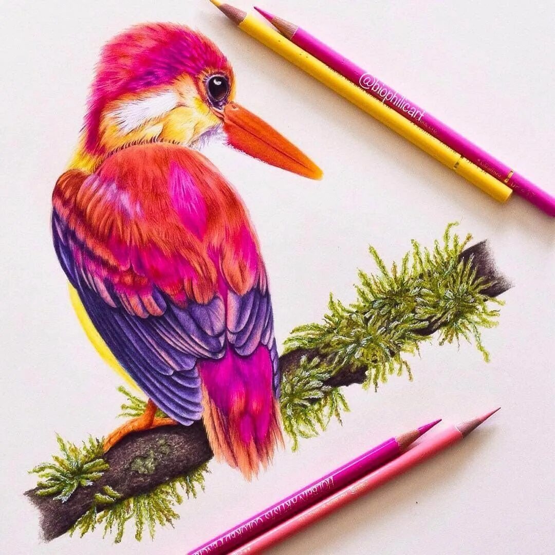 Рисунки цветными карандашами. Карандаши цветные. Зарисовки птиц цветными карандашами. Рисунки птиц цветными карандашами.