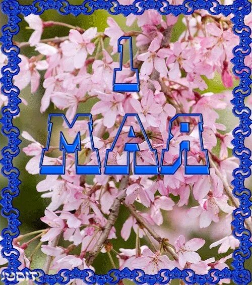 Приветствие на 1 мая. 1 мая праздник. открытки с 1 мая. поздравительные открытки с 1 мая. с праздником 1 мая поздравления.