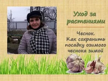 Как хранить озимый чеснок зимой