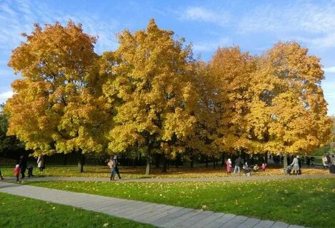 Красивые осенние парки в москве