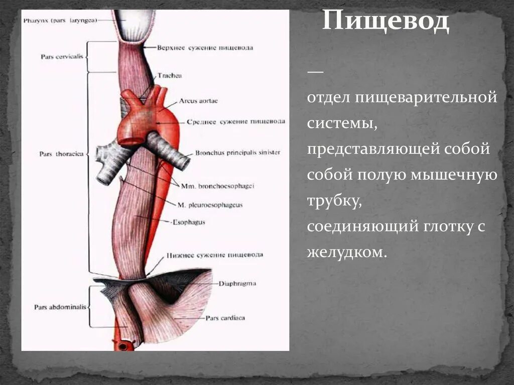 Начало пищевода