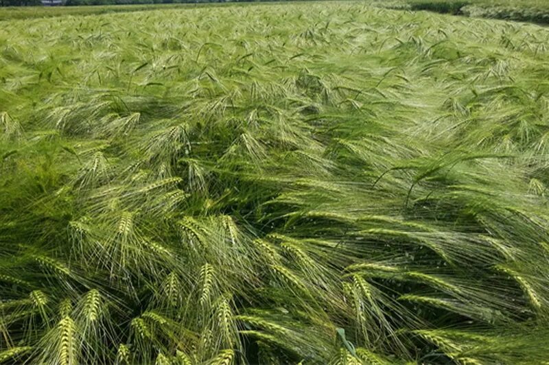 сорта пшеницы зерноградской селекции. павлович селекционер пшеница.