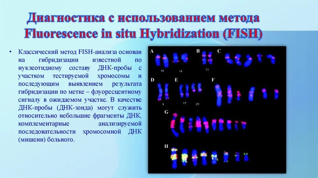 Молекулярно цитогенетическое исследование Fish метод. Метод флуоресцентной гибридизации in situ. Метод флуоресцентной гибридизации ДНК in situ. Fish метод диагностики генетика. Цитогенетический метод наследственные заболевания