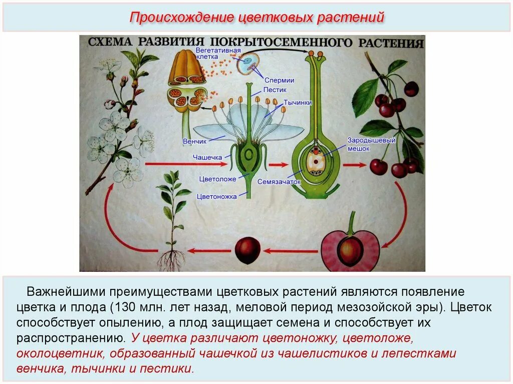 В чем заключается размножение в жизни растения