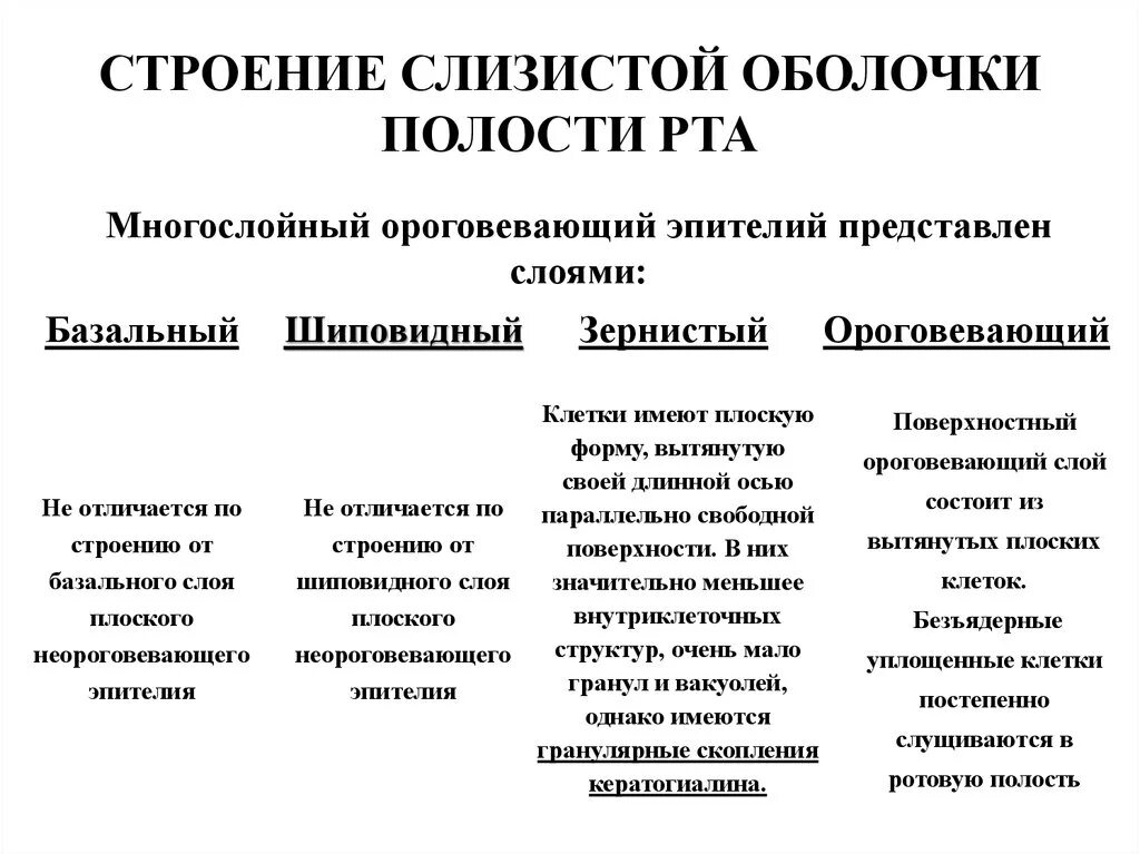 Слои полости рта. Классификация строение слизистой оболочки полости рта. Гистологическое строение сопр. Анатомо-морфологическое строение слизистой оболочки полости рта. Послойное строение слизистой полости рта.