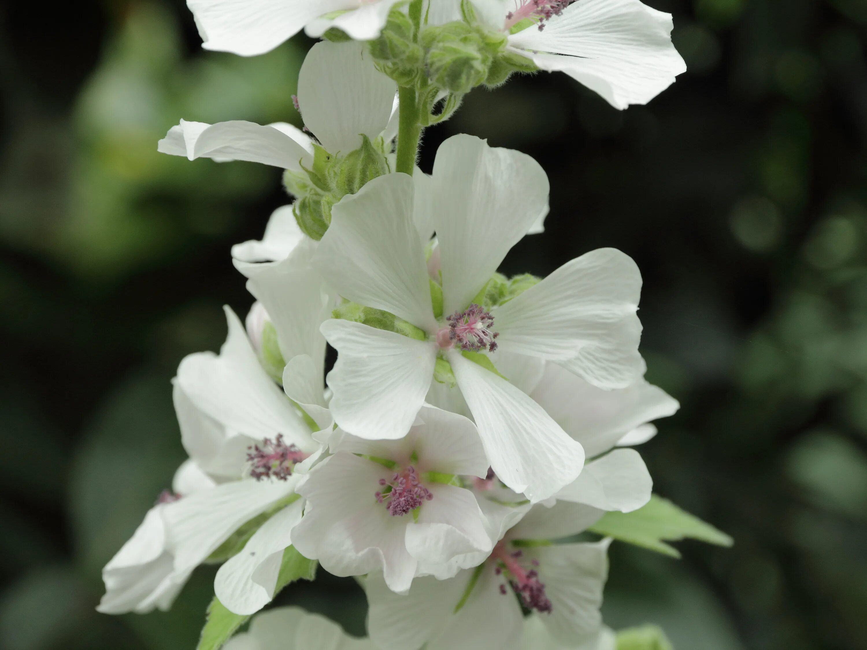 Алтей латынь. Althaea officinalis. Алтей цветок. Алтей лекарственный. Алтей цветы полевые.