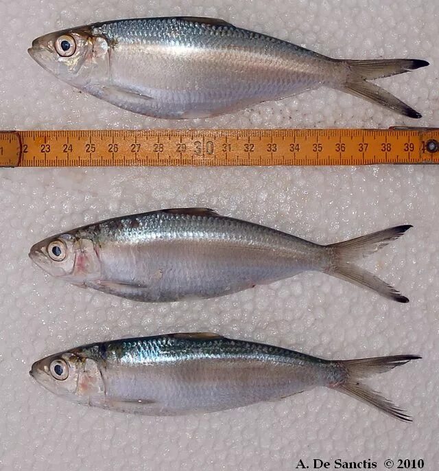 желтополосый сардинелла. сардинелла рыба. сардинелла. желто полосая сарденелла. желтополосая сардинелла.