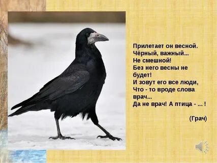 Грачи это наши первые весенние