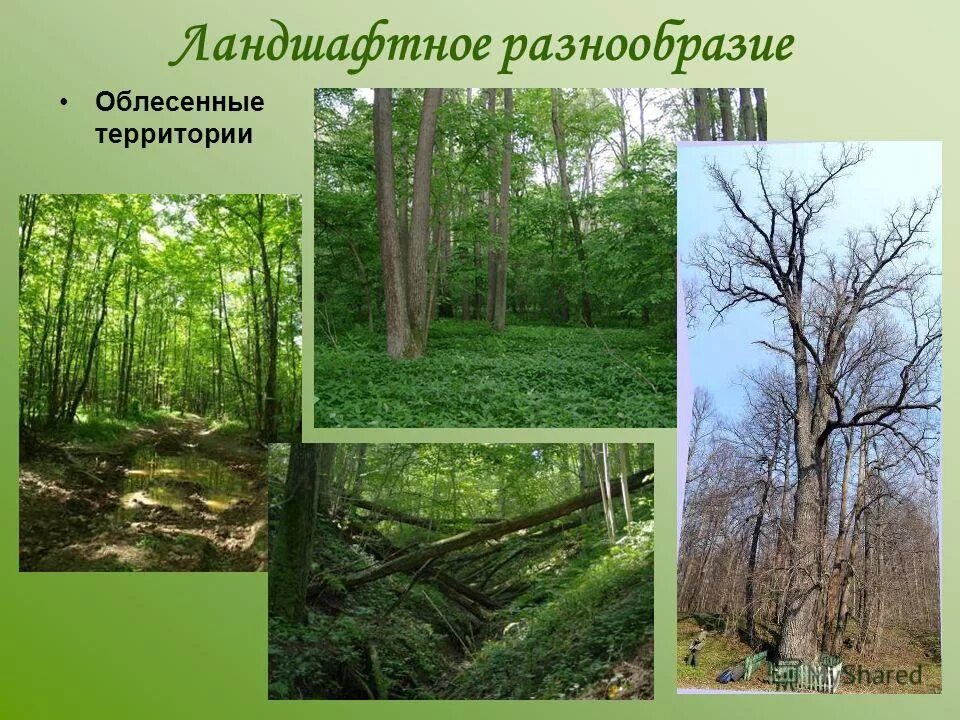 биологическое ландшафтное разнообразие. хелен парк+ ландшафт. кеннеди макрэ ландшафтный дизайнер. денис баташев ландшафтный дизайнер. ландшафты и их разнообразие".