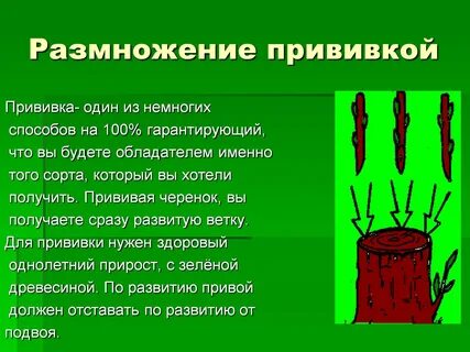 Проект прививка растений 6 класс