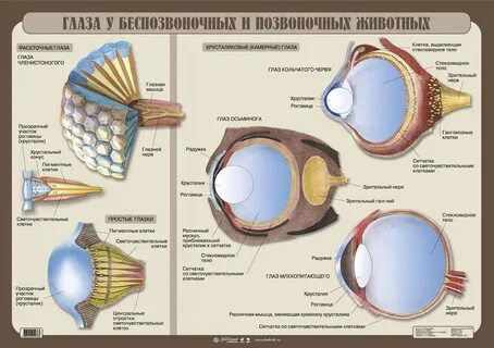 Разное строение глаз