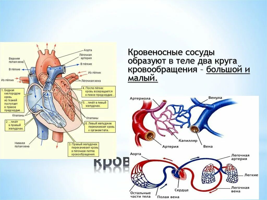 Венозная кровь наблюдается в. В легочной Вене артериальная кровь. Легочные вены и легочные артерии. Кровь в легочной артерии. Лёгочная Вена венозная кровь.