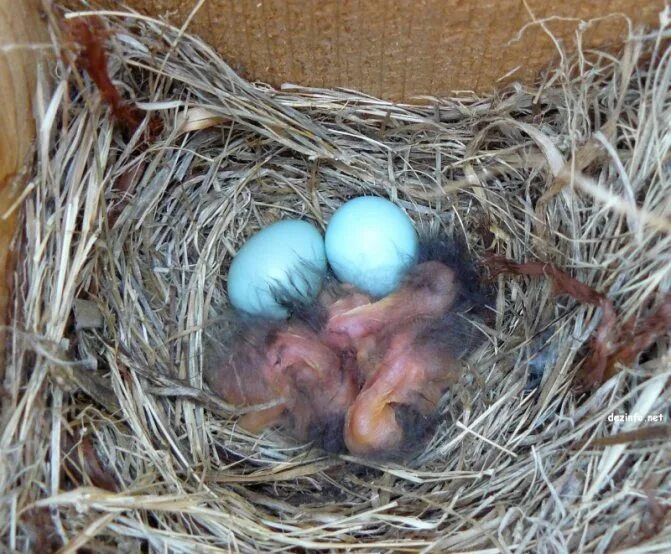 Сколько сидит голубей на яйцах. Птица с голубыми яйцами. Птица с синими яйцами. Маленькие голубые яйца. Синее маленькое яйцо.