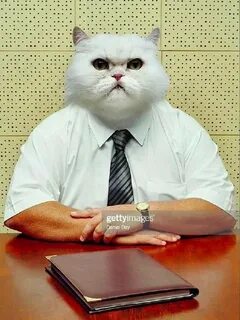 Cat boss