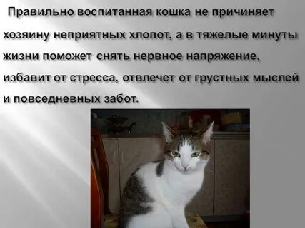 Как воспитывать кота