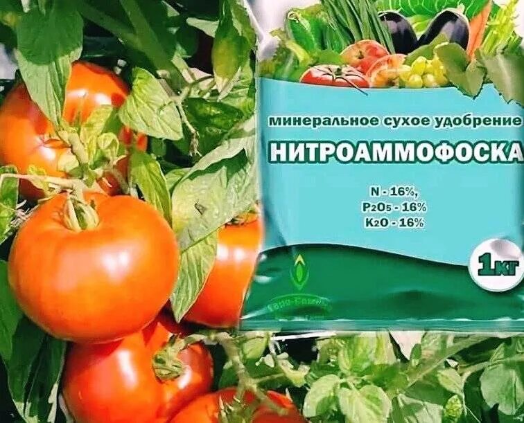 Азофоска удобрение для рассады томатов. Нитроаммофоска. удобрение для томатов. нитроаммофоска удобрение. минеральные удобрения для томатов.