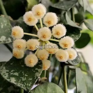 Хойя крохниана эскимо