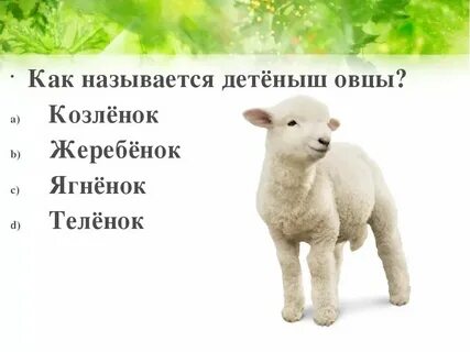 Барашек перевод